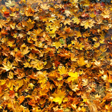 Unaudited Consolidated Financial Statements